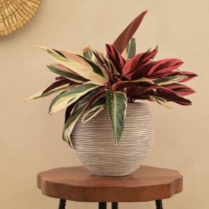 Ivory Plastic Ball Rib Medium Desk Pot,